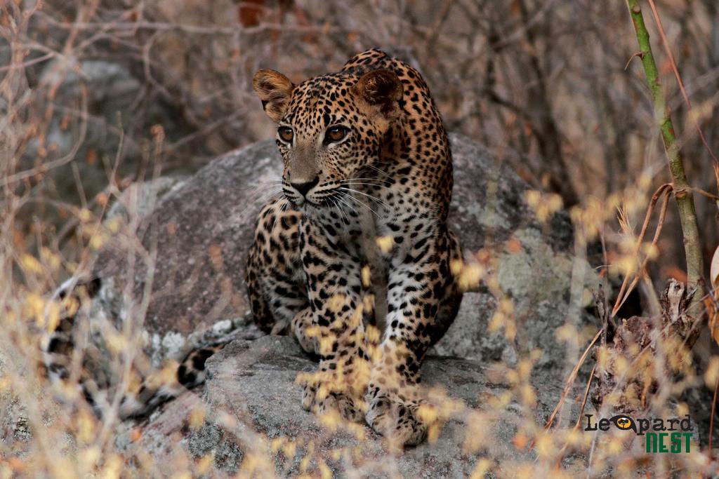 Готель Leopard Nest - Glamping In Яла Екстер'єр фото